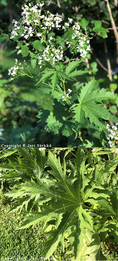 Napaea dioica, neidonnapio